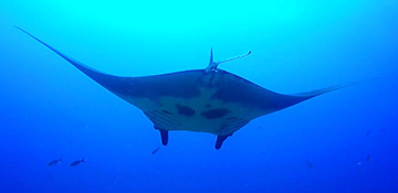 Belly view of manta ray M77 swimming away from the camera