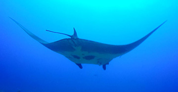 Belly view of Manta Ray M77 swimming away from the camera