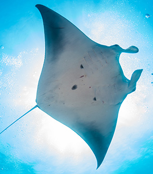 Belly view of Manta Ray M79 swimming to the right