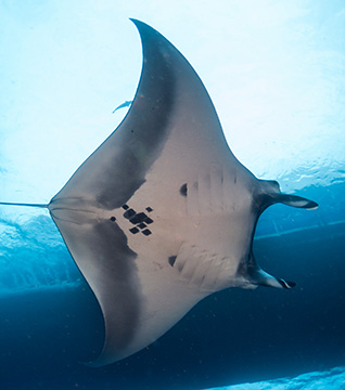 Belly view of Manta Ray M80 swimming to the right