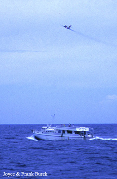 A play flying above a dive boat in the sanctuary