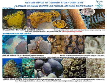 Image of front page of coral guide