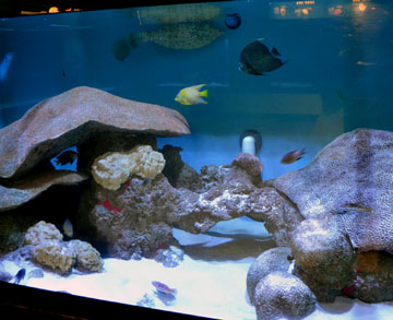 Aquairum with tropical fish and artificial corals.