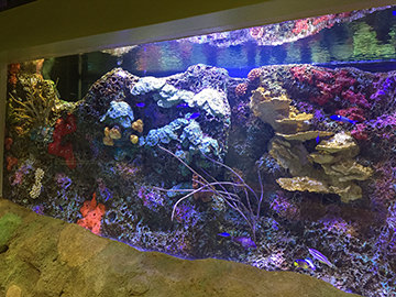 View of the Flower Garden Banks exhibit in the Aquarium at Moody Gardens