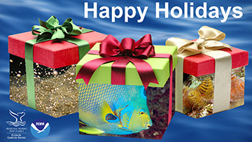 3 wrapped gifts with sealife photos on the outside