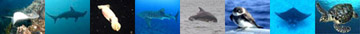 Row of animal images: stingray, hammerhead shark, squid, whale shark, dolphin, bird, manta ray, sea turtle