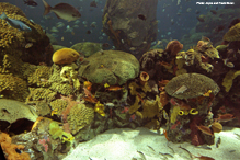 View of the Secret Reef exhibit at Tennessee Aquarium.