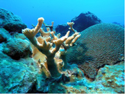 A healthy looking elkhorn coral colony growing next to a brain coral.