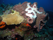 An elkhorn coral colony growing next to a large barrel sponge.  This colony is rather flat with just two protrusions.