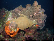 Elkhorn coral colony growing alongside a giant barrel sponge
