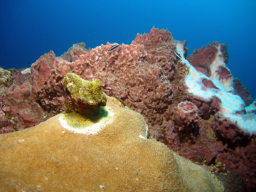 A close up view of an elkhorn coral "horn" that is green with algae.  At the base of the horn is a white ring indicating some kind of disease.