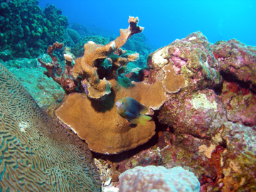 The healthy side of an elkhorn coral with a small yellowish fish in front.