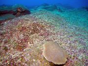 A landscape of small branching coral lies broken around a large brain coral.  The branching coral looks like its been mowed down.