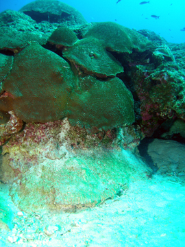 Large coral outcroppings alongside an open sand patch on the reef.  The lower portion of the outcrop is white showing where it used to be covered by sand.