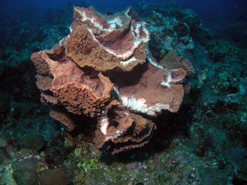 A reddish-colored, multi-lobed giant barrel sponge on the reef.  Parts of several barrels have been sheared off by storm action leaving white tissue exposed.