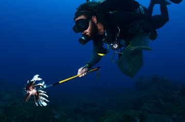 Diver spearing a lionfish
