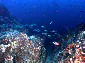 Many different kinds of fish swimming above and around the reef outcrops covered in algae and sponges.