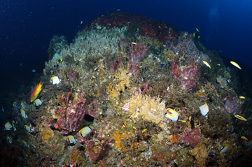 Reef scene dominated by algae and sponges