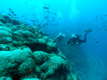 Several scuba divers swim alongside a reef covered in Madracis corals and swarming with fish.