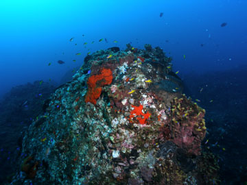 A rounded outcropping covered in red sponges, yellow sponges, bits of algae, and a variety of other encrusted organisms.  A swarm of tiny fish swim about the top of the outcrop.