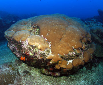 Large boulder of a star coral species, about the size of a small car.