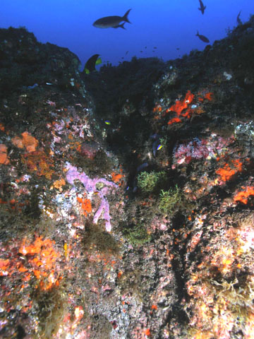 A large, rocky outcropping covers in purple and orange sponges and tufts of green algae.