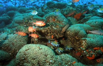 Variety of fish swimming over small, clustered corals at Stetson Bank