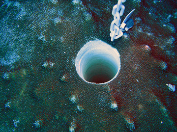 Hole in the top of a coral colony caused by drilling a core sample