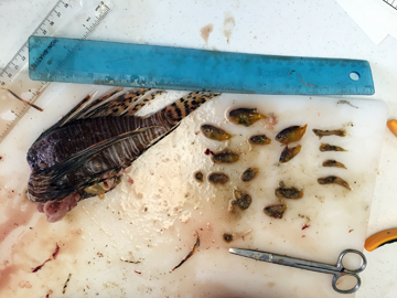 A dissected lionfish carcass displayed next to the 15 fish extracted from its stomach.