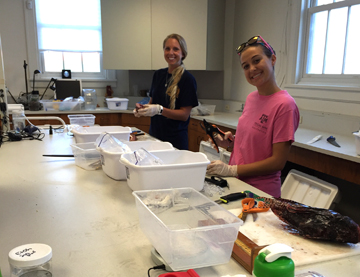 Two Texas A&M Galveston students helping with lionfish dissections