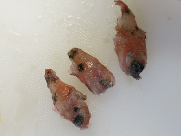 Three partially digested cardinalfish extracted from the stomach of a dead lionfish.