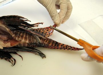 A researcher using scissors to clip off a section of the soft rays on a lionfish's dorsal fin.