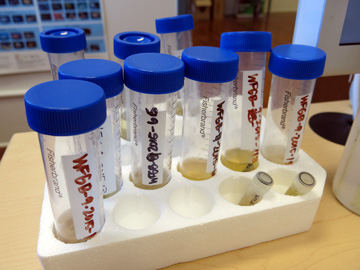 Larger vials containing fish samples taken from lionfish stomachs