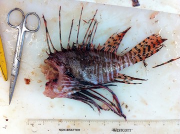 A freshly dissected, headless lionfish laid out on a cutting board with a pair of dissecting scissors and a ruler
