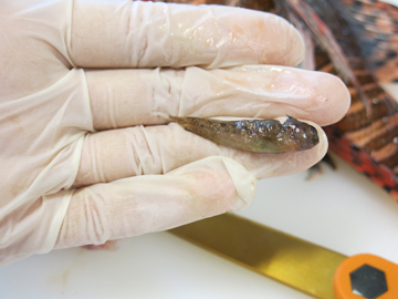 A gloved hand holding the fish extracted from a lionfish stomach in the preceeding photo.