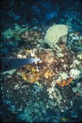 Coral, sponges, and algae on the reef in 2007.