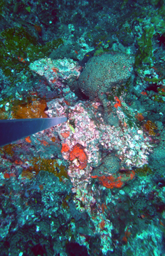 Coral, sponges, and algae on the reef in June 2009.