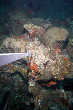 Coral, sponges, and algae on the reef in March 2009.