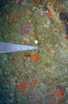 Coral, sponges, and algae on the reef in 2010.