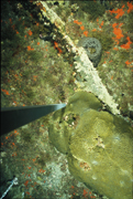 Coral, sponges, and algae on the reef in 2004.