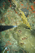 Coral, sponges, and algae on the reef in 2005.