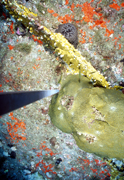 Coral, sponges, and algae on the reef in 2003.