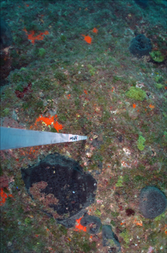 Coral, sponges, and algae on the reef in 2011.