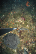 Coral, sponges, and algae on the reef in 2006.