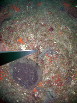Coral, sponges, and algae on the reef in 2008.