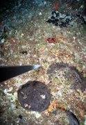 Coral, sponges, and algae on the reef in 2003.