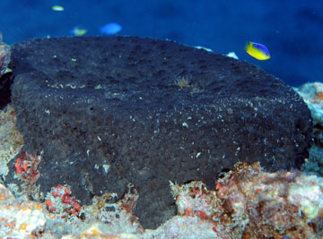 black-ball sponge (Ircinia strobilina)
