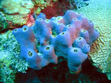 branching tube sponge (Aiolochroia crassa)