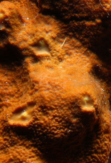 brown encrusting octopus sponge (Ectyoplasia ferox)