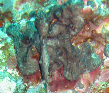 chicken liver sponge (Chondrilla nucula)